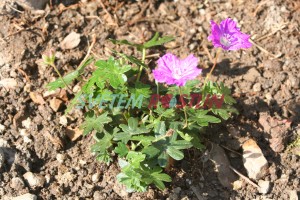 kakost krvav Max Frei - Geranium sanguineum Max Frei