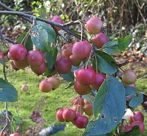 jablo Red Sentinel - Malus Red Sentinel