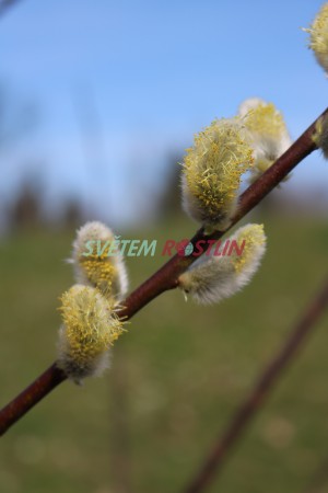 vrba Erdingerova - Salix  erdingeri