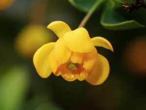 dil zimostrzov Nana - Berberis buxifolia Nana