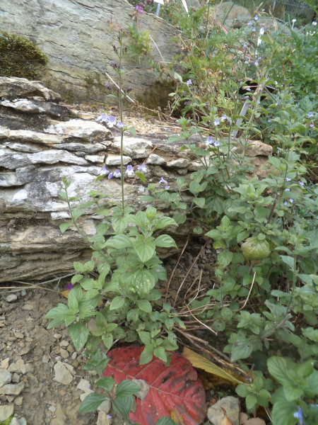 marulka šantovitá - Clinopodium nepeta