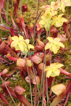 pirlice - Sarracenia  catesbaei  psittacina