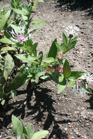 chrpa horsk Alba - Centaurea montana Alba