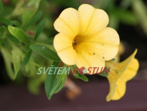 kalibrachoa Superbells Yellow - Calibrachoa Superbells Yellow