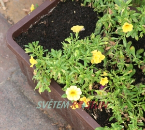 kalibrachoa Superbells Yellow - Calibrachoa Superbells Yellow