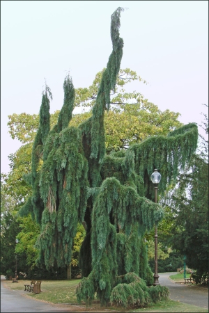 sekvojovec obrovsk Pendulum - Sequoiadendron giganteum Pendulum