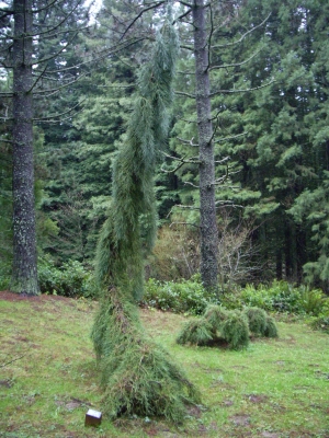 sekvojovec obrovsk Pendulum - Sequoiadendron giganteum Pendulum