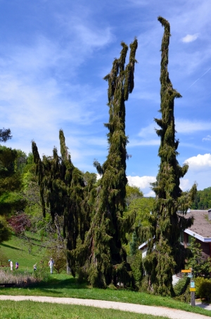 sekvojovec obrovsk Pendulum - Sequoiadendron giganteum Pendulum