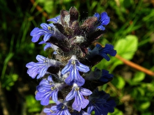 zbhovec lesn - Ajuga genevensis