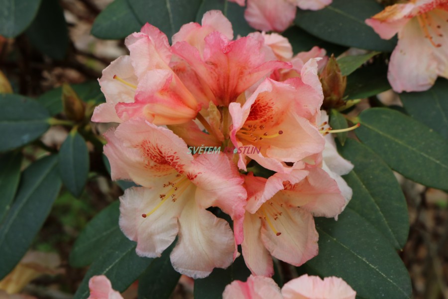 Pnink Marylou - Rhododendron Marylou