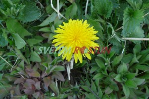 pampeliky smetnky - Taraxacum ruderalia