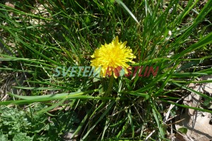 pampeliky smetnky - Taraxacum ruderalia