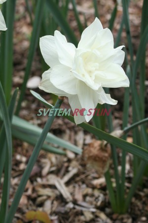 narcis White Medal - Narcissus White Medal