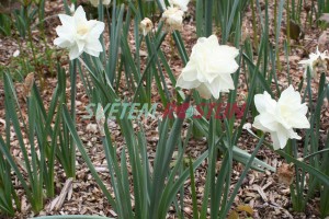 narcis White Medal - Narcissus White Medal