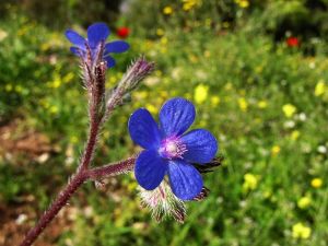 Anchusa italica