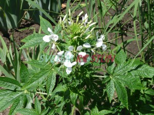 lutnice trnit - Tarenaya spinosa