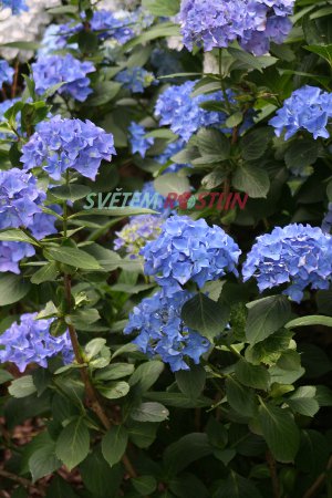 hortenzie velkolist Deutschland - Hydrangea macrophylla Deutschland