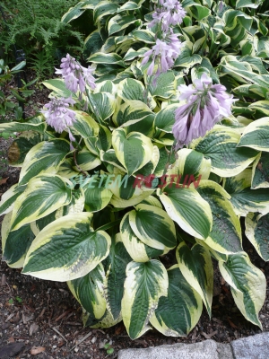 bohyka Wide Brim - Hosta Wide Brim