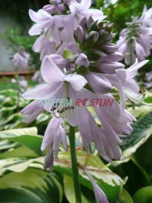 bohyka Wide Brim - Hosta Wide Brim