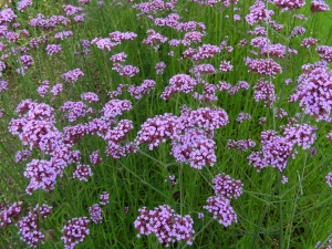 spor klasnat - Verbena bonariensis