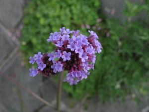 spor klasnat - Verbena bonariensis