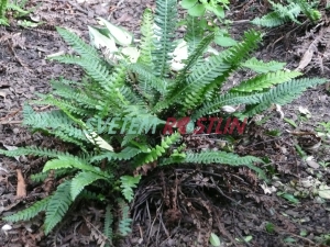 ebrovice rznolist - Blechnum spicant