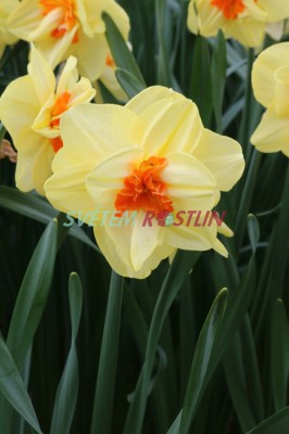 narcis Double Fashion - Narcissus Double Fashion