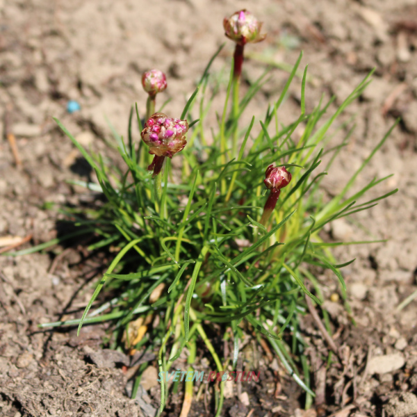 trvnika pmosk Morning Star Deep Pink - Armeria maritima Morning Star Deep Pink