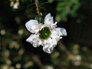 balmn metlat - Leptospermum scoparium