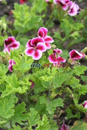 pelargonie Cambi - Pelargonium Cambi