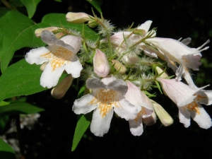 kolkwitzie krásná - Kolkwitzia amabilis