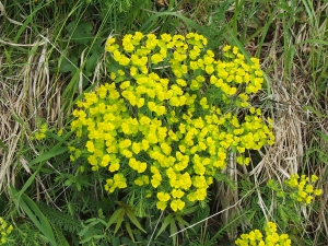 pryec chvojka - Euphorbia cyparissias