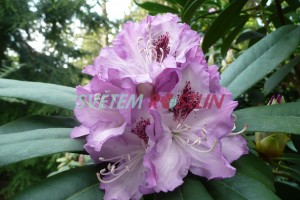 Pnink Blue Ensign - Rhododendron Blue Ensign