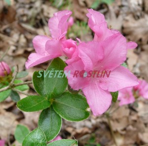 pnink - azalka Vltava - Rhododendron obtusum Vltava