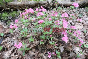 pnink - azalka Vltava - Rhododendron obtusum Vltava