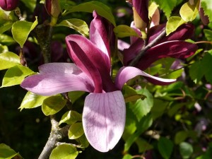 cholan liliokvt - Magnolia liliiflora