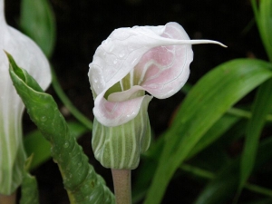 Arisaema candidissimum