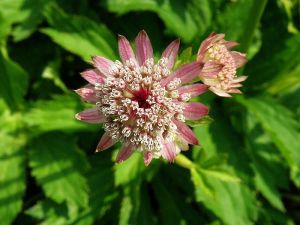 jarmanka vt - Astrantia major