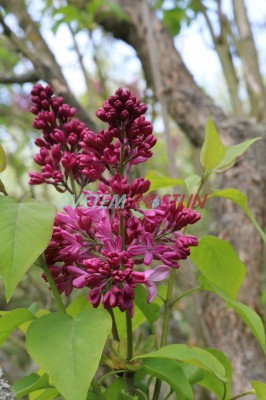 ek hyacintokvt Esther Staley - Syringa  hyacinthiflora Esther Staley