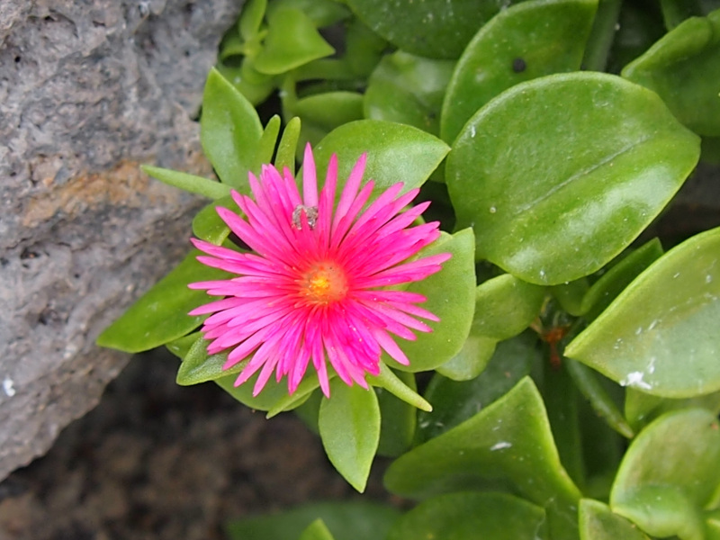 aptnie srditolist - Mesembryanthemum cordifolium