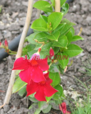 mandevila Red Star - Mandevilla Red Star