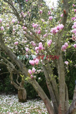 cholan Soulangev Speciosa - Magnolia  soulangeana Speciosa