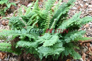 kapradina Plumosum Densum - Polystichum setiferum Plumosum Densum