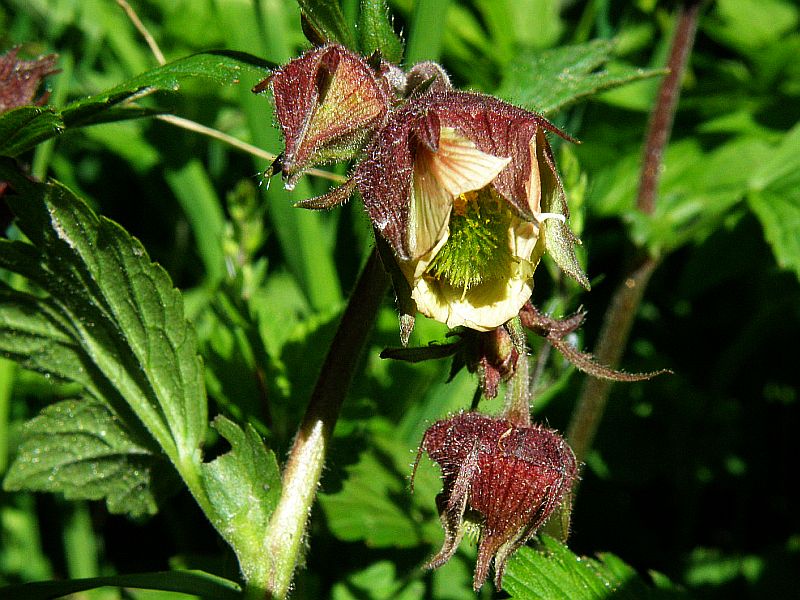 kuklk poton - Geum rivale