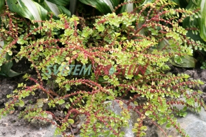 Pilea serpyllacea