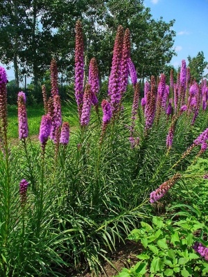 ukarda klasnat - Liatris spicata