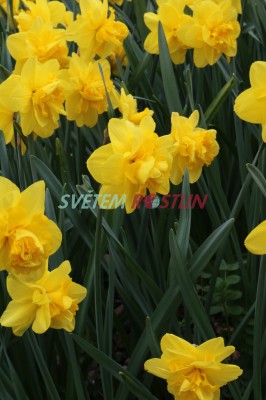 narcis Dick Wilden - Narcissus Dick Wilden