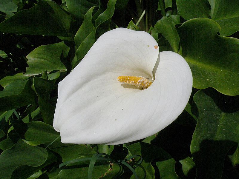 kornoutovka africk - Zantedeschia aethiopica