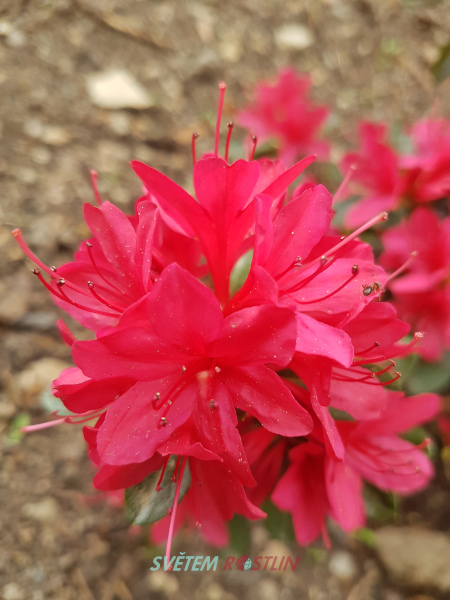 pnink japonsk Thierry - Rhododendron japonicum Thierry