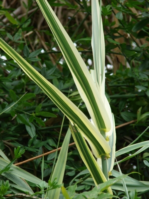 trs rkosovit Variegata - Arundo donax Variegata